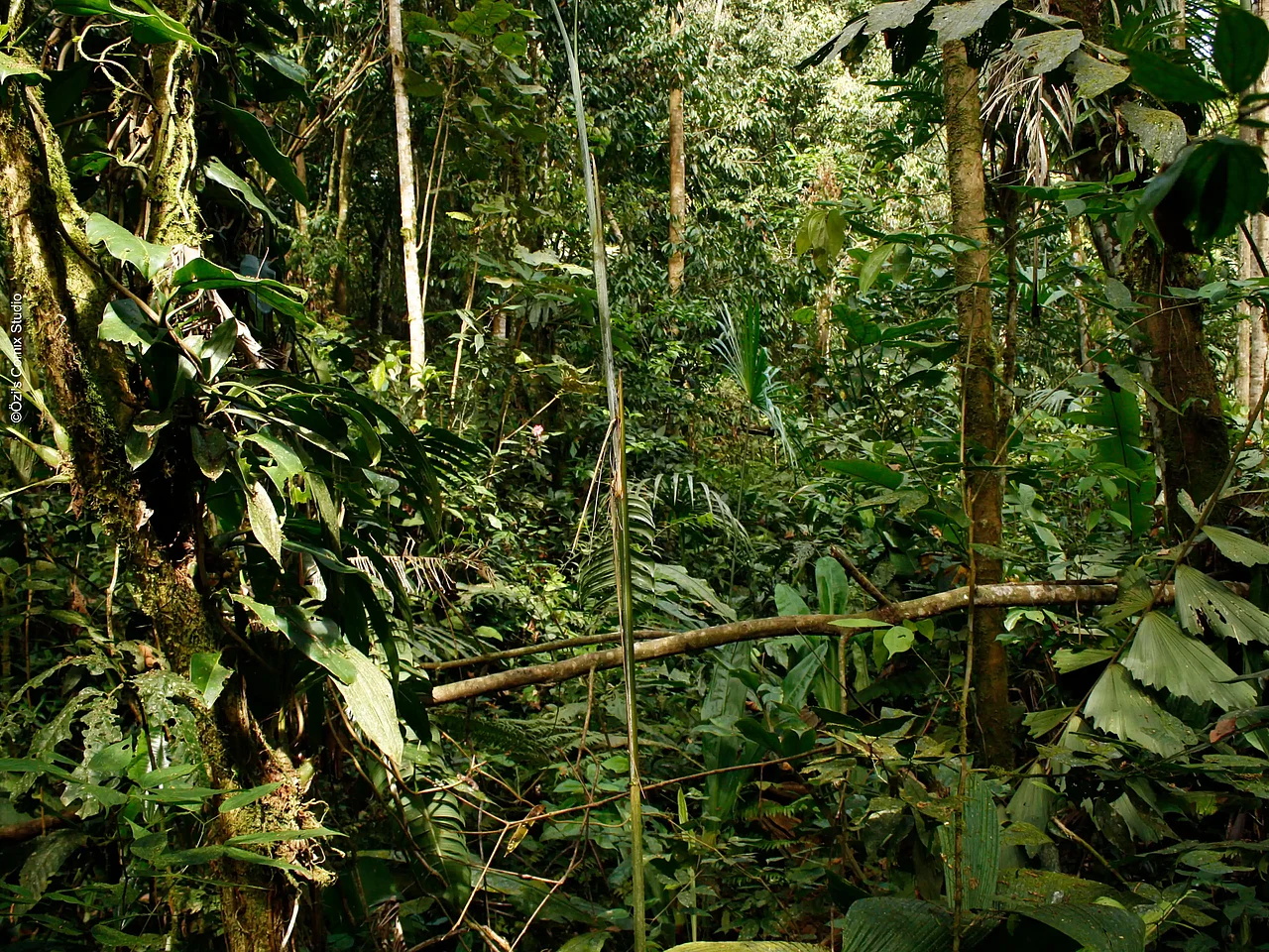 Dichter Amazonas-Regenwald in Ecuador