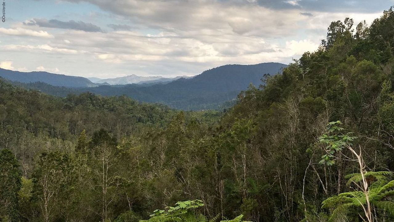 Blick im Nationalpark auf unberührten Regenwald ©OroVerde – A. Fincke