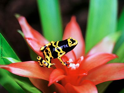 Pfeilgiftfrosch Dendrobates leucomelas ©Getty Images via unsplash+ ein kleiner schwarz-gelber Frosch sitzt auf der roten Blüte einer Bromelie, einem Ananasgewächs.