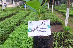 Baumschule Guatemala
