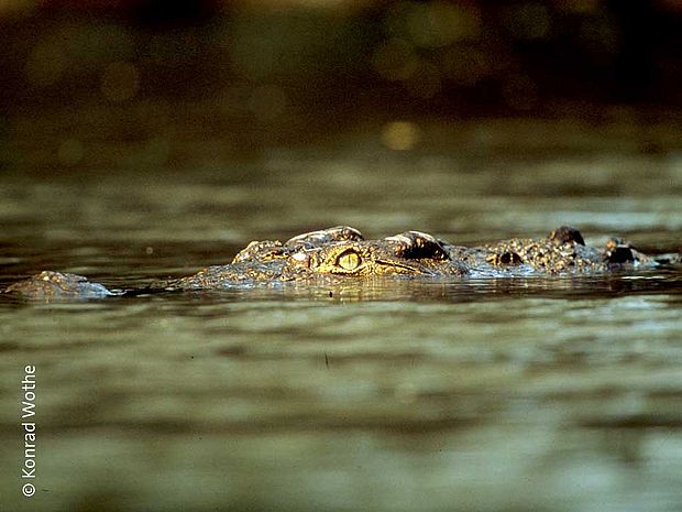 Ein Krokodil im Wasser, welches fast den ganzen Körper unterhalb der Wasseroberfläche hat © Konrad Wothe