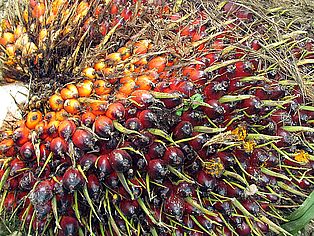 Die Früchte der Ölpalme werden in großen Fruchtbündeln geerntet und dann zu Palmöl weiterverarbeitet. ©OroVerde - Elke Mannigel