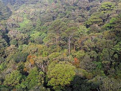 Bedrohung des Regenwaldes: Intakter tropischer Regenwald © OroVerde