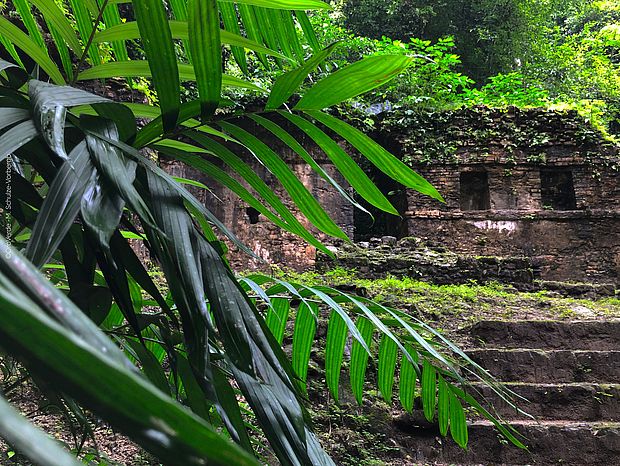 Die Ruinenstadt Piedras Negras (schwarze Steine) wurde von den Maya errichtet. Heute streifen Schlangen und Raubkatzen durch die Stätte. ©OroVerde – M. Schulze-Vorberg