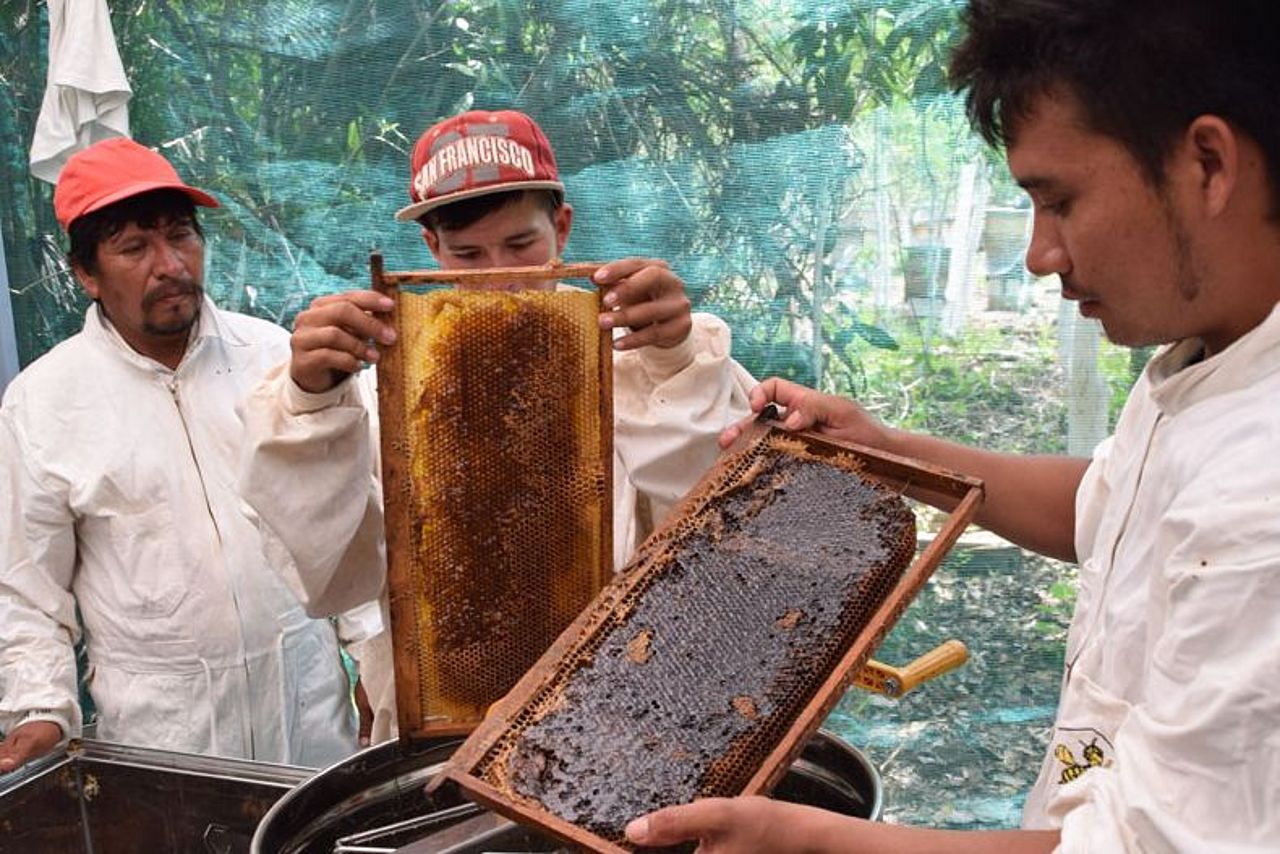 Honig aus dem Regenwald