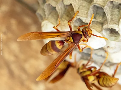 Eine braun gelb gestreifte große Wespe sitzt auf den Öffnungen ihres offen ausgerichteten Nestes. Im Hintergrund sind weitere Arbeiterinnen zu erkennen.