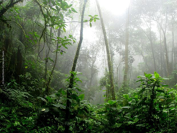 Nebeliger tropischer Regenwald mit dichten grünen Pflanzen und hohen Bäumen.