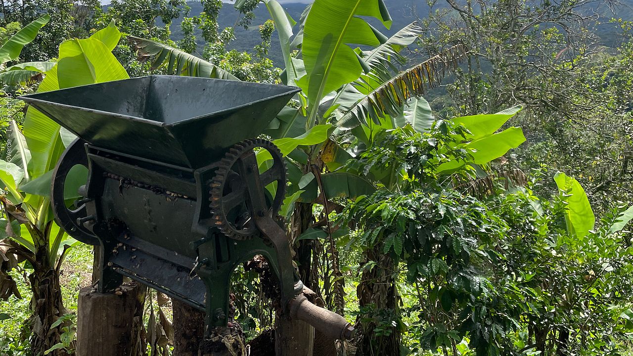 Gerät zur fruchtfleischentfernung.