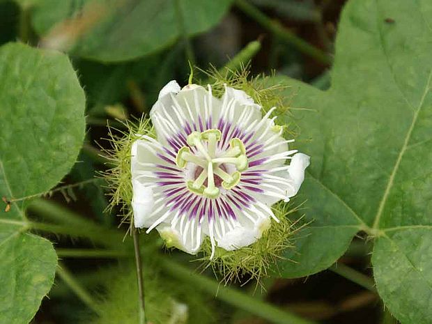 Passionsblume Blüte und Blätter