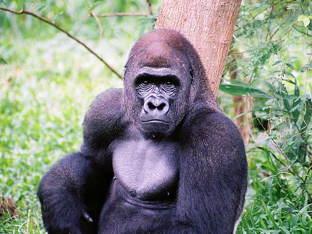 Gorillas: große, friedliche Tiere im Regenwald © OroVerde-Elke Mannigel