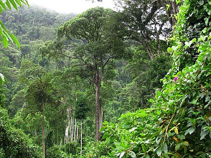 Wissen über den Regenwald: Am Amazonas in Südamerika © Özi's Comix Studio
