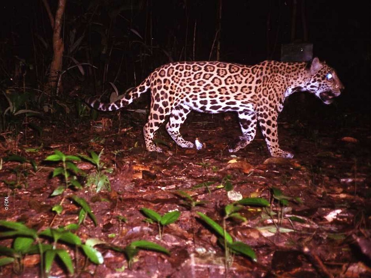 Mit Fotofallen lassen sich sensible Tierbestände, wie hier der nachtaktive Jaguar, überwachen.