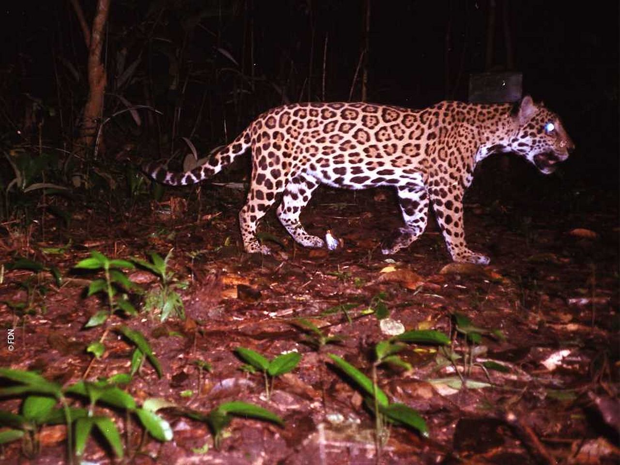Der nachtaktive Jaguar ©FDN Mit Fotofallen lassen sich sensible Tierbestände, wie hier der nachtaktive Jaguar, überwachen.