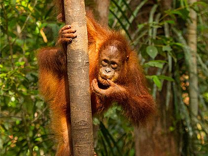 Sumatra-Orang-Utan beim Essen in den Bäumen.