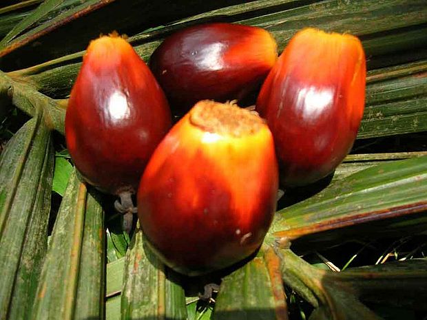 Palmöl-Früchte aus Indonesien ©Jolana Weischer