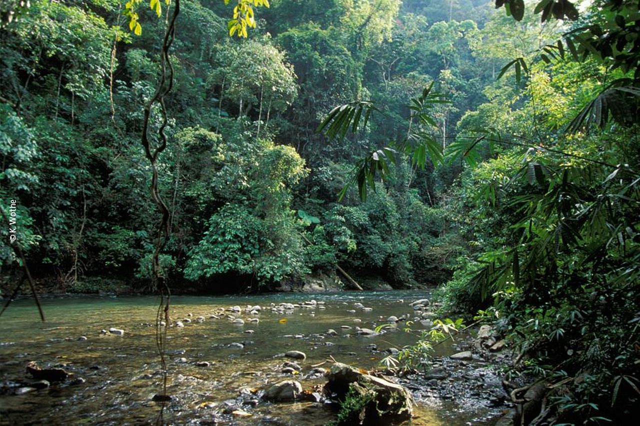 Lassen Sie sich ein wunderschönes Geschenk machen: Regenwaldschutz! ©K. Wothe