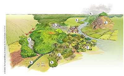Wo ergibt Bäume pflanzen Sinn? OroVerde - die Tropenwaldstiftung zeigt acht Wege, wie in Tropenwald-Regionen effektive Waldwiederaufbau betrieben werden kann.