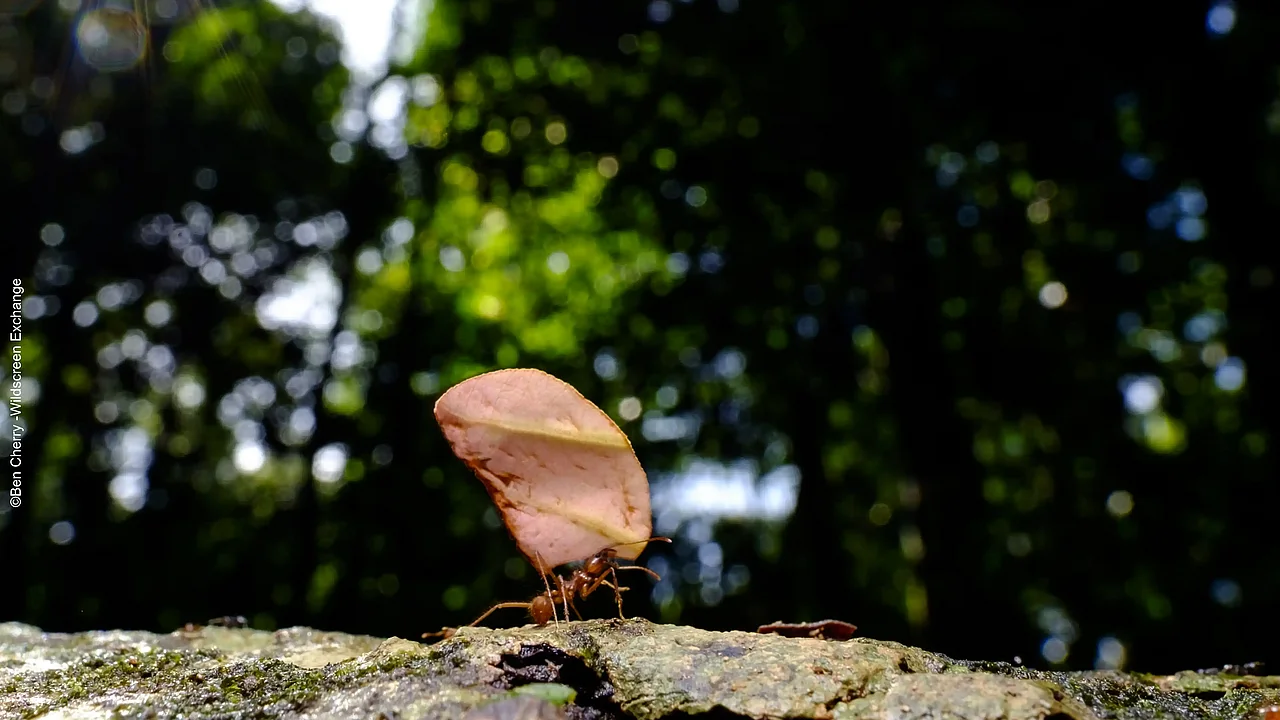 Blattschneiderameise im Regenwald ©Ben Cherry - Wildscreen Exchange