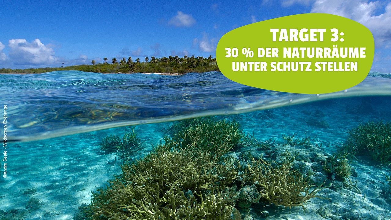 Koralle unterwasser ©Andre Seale - Wildscreen Exchange