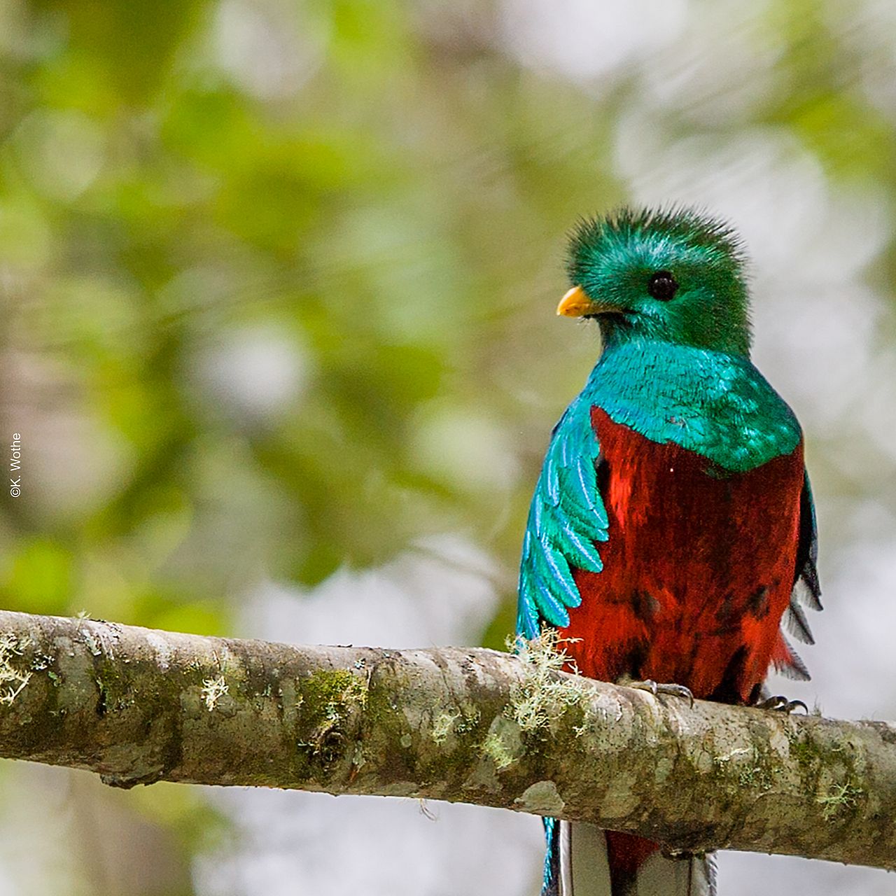 Quetzlan ©K.Wothe