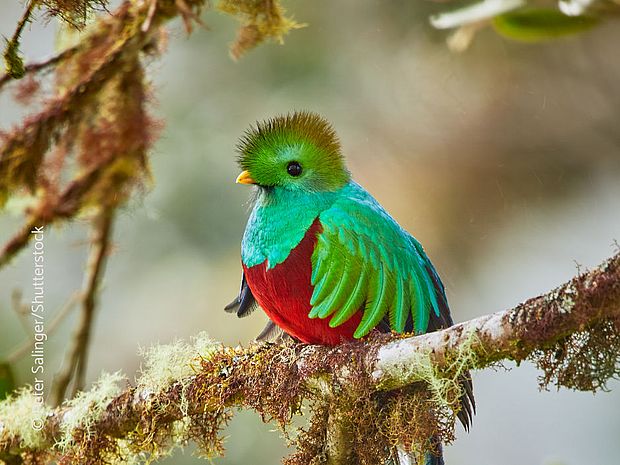 Quetzal im Regenwald von Guatemala ©Peter Salinger/Shutterstock