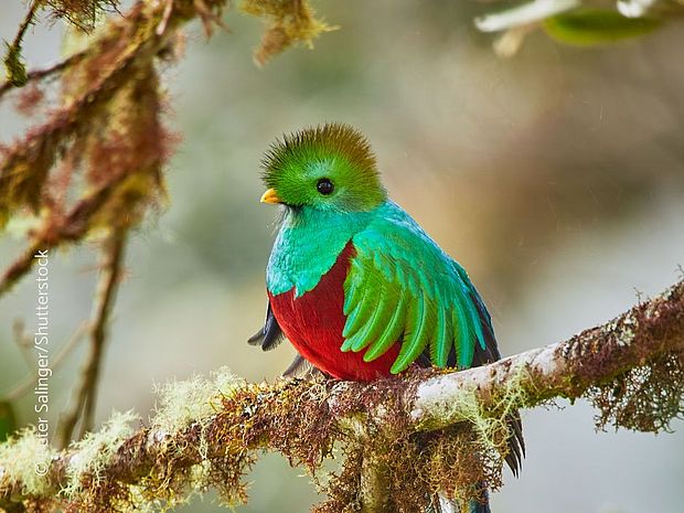 Ein bunter Quetzal ©Peter Salinger - shutterstock