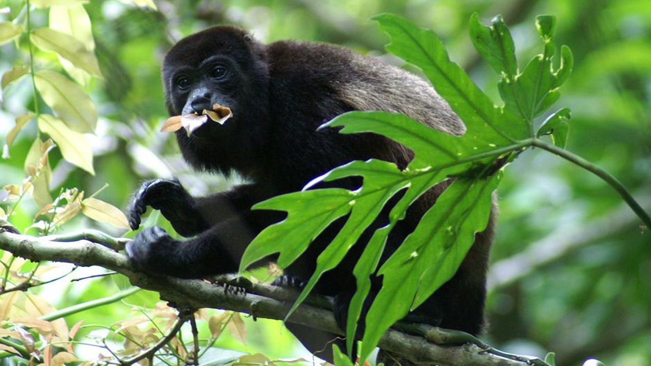 Brüllaffe im Regenwald ©Elke Mannigel