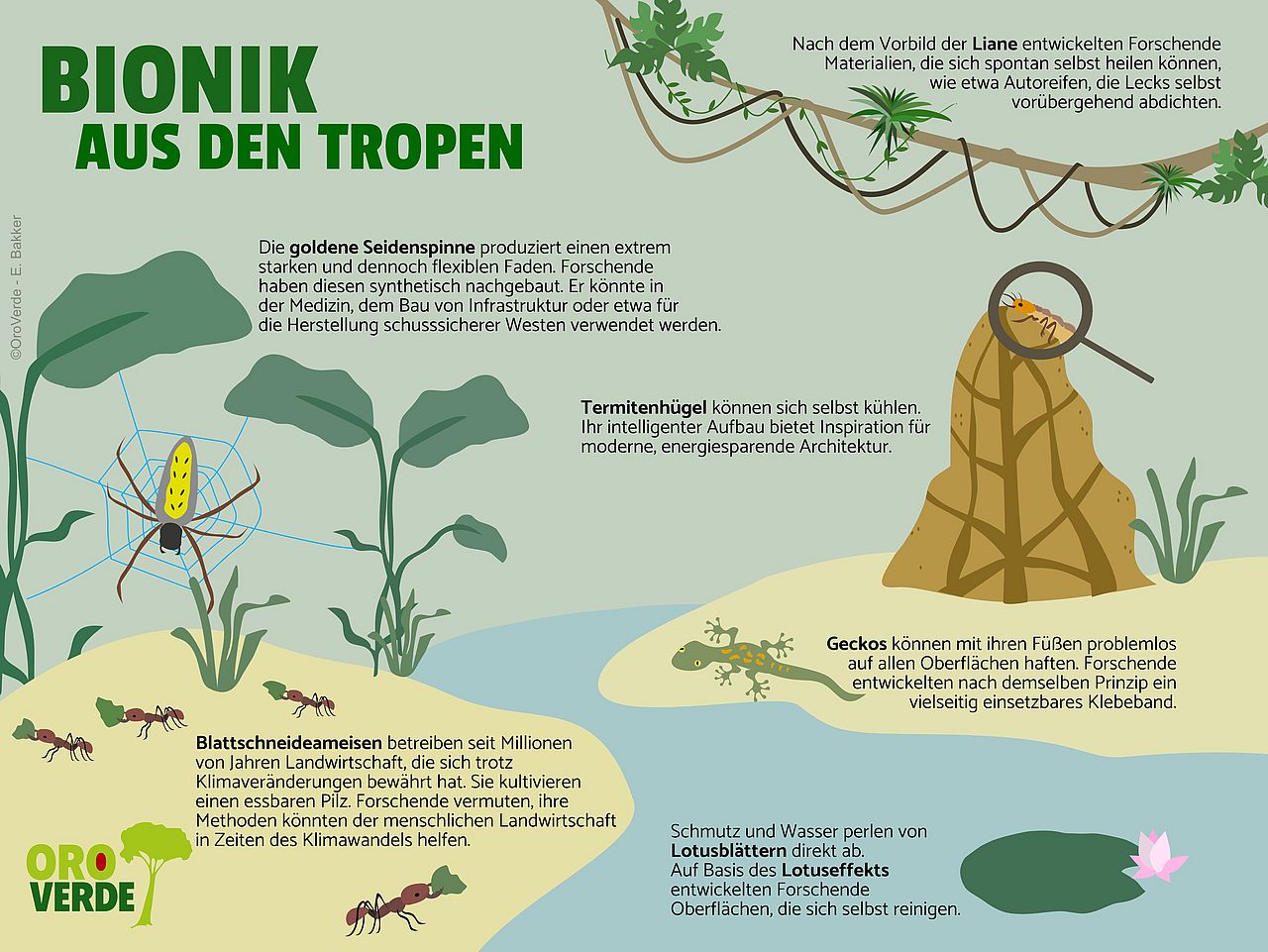 Infografik zu tropischen Beispielen für Bionik