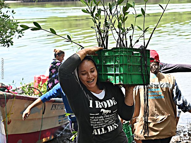 Frau mit einer Kiste voller Mangrovensetzlinge