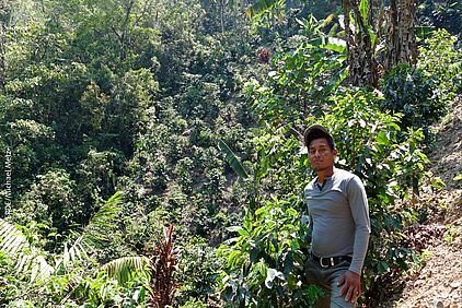 Kaffeeanbau im Westen von Guatemala