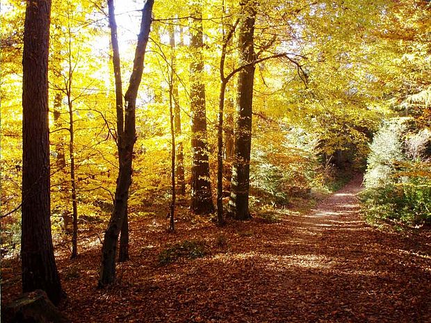 Jahreszeiten-Aktionen: Herbst