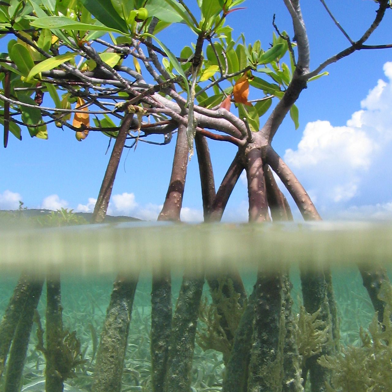 Mangrove