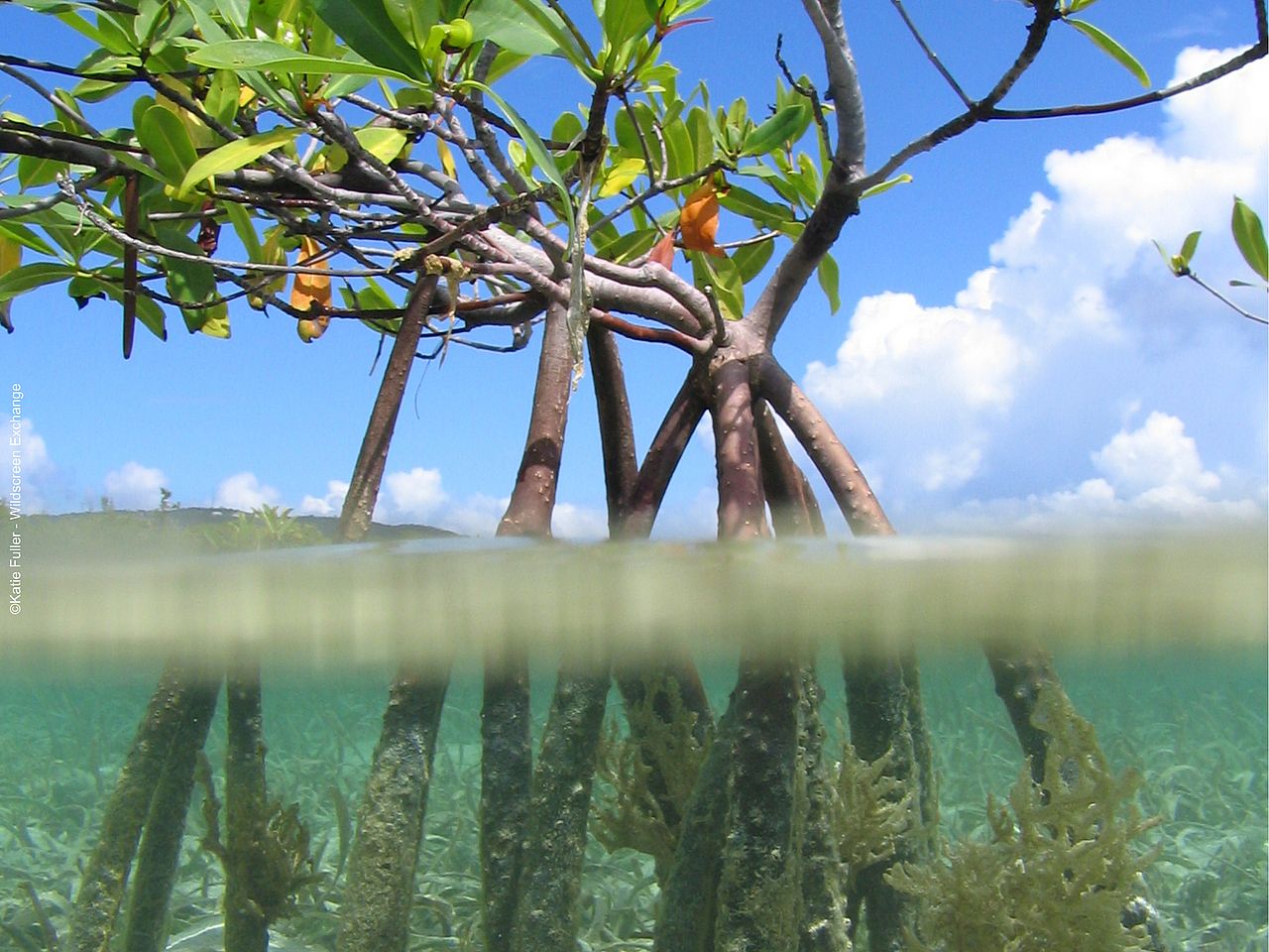 Mangrove ©Wildscreen Exchange Mangrove