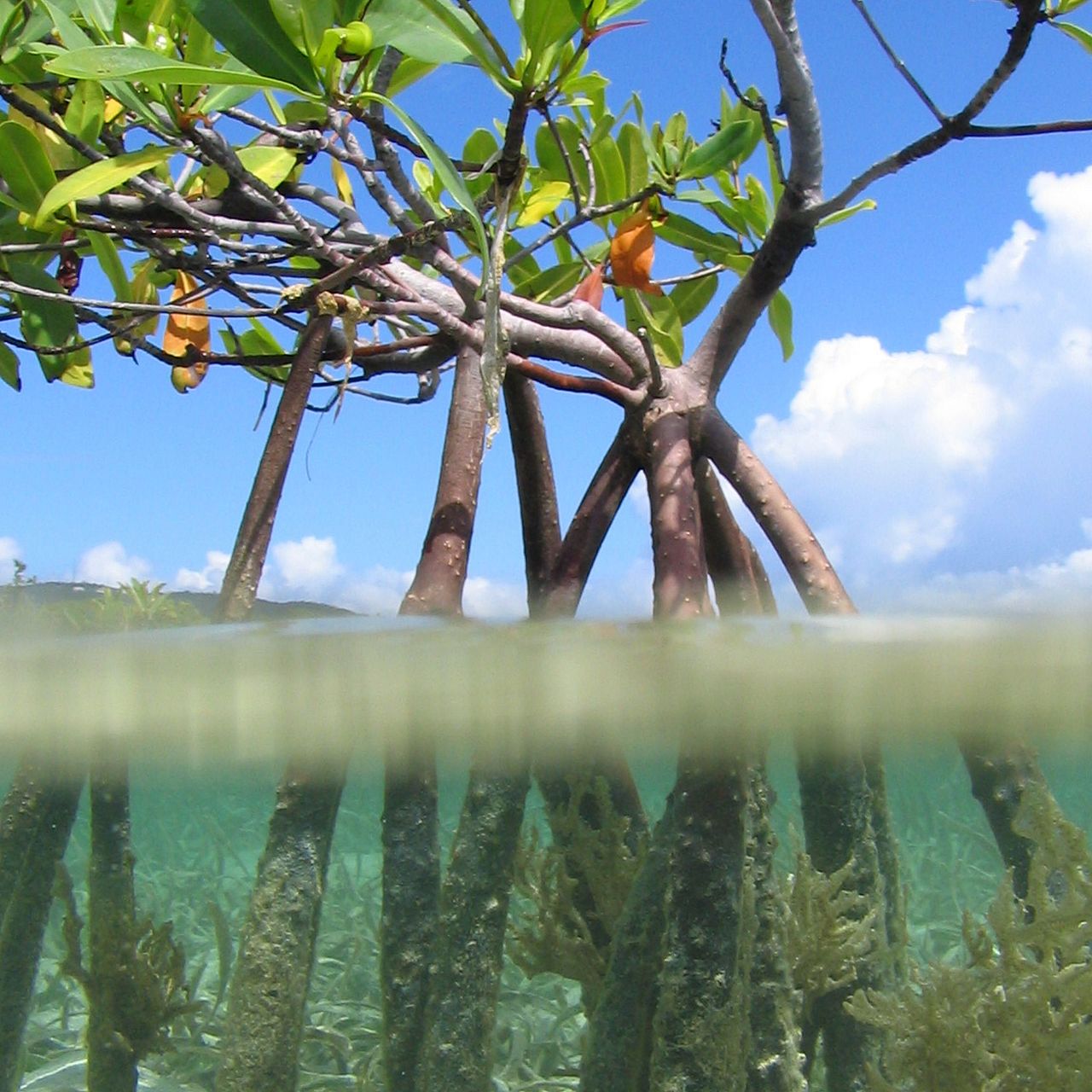 Mangrove ©Wildscreen Exchange Mangrove