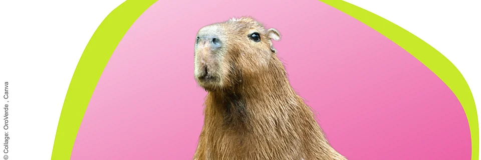 Collage eines Capybaras das auf einem Baumstamm steht und in die Kamera blickt, im Hintergrund eine pinke Bubble