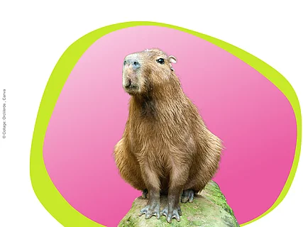 Collage eines Capybaras das auf einem Baumstamm steht und in die Kamera blickt, im Hintergrund eine pinke Bubble