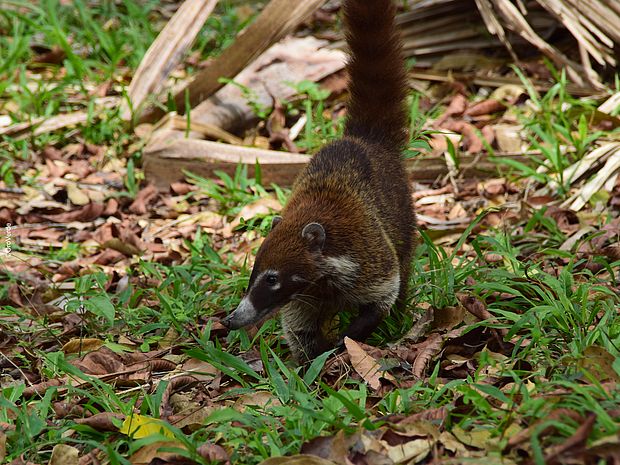 Weißrüssel-Nasenbär sucht nach Nahrung ©OroVerde