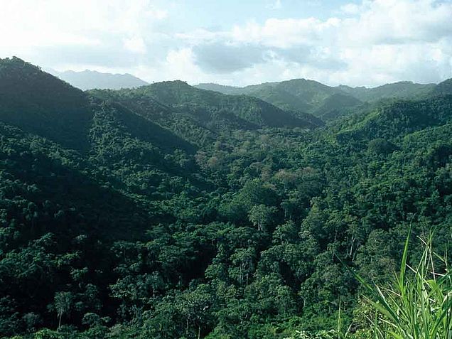 Nutzen des Regenwaldes: Die grüne Lunge der Erde © OroVerde-Elke Mannigel
