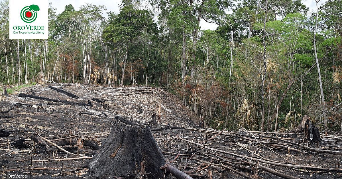 Wie Viel Regenwald Wird Pro Tag Abgeholzt www.regenwald-schuetzen.org