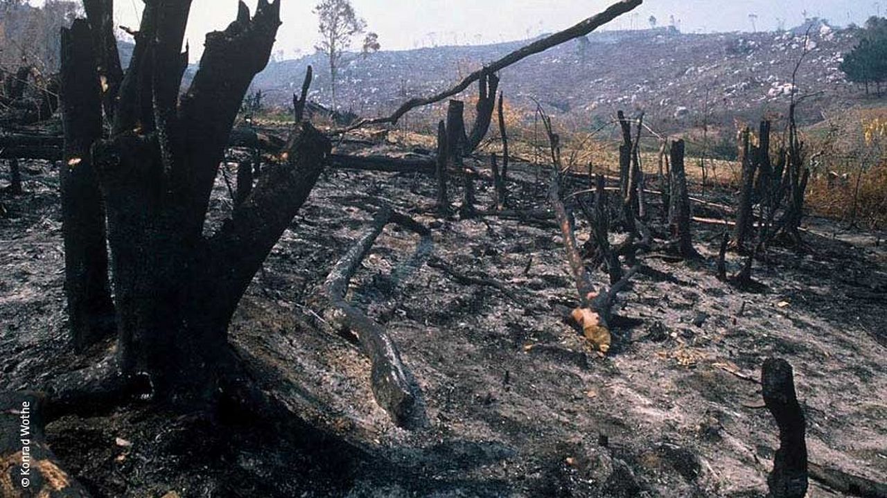Der Regenwald wird durch Brandrodung zerstört ©Konrad Wothe