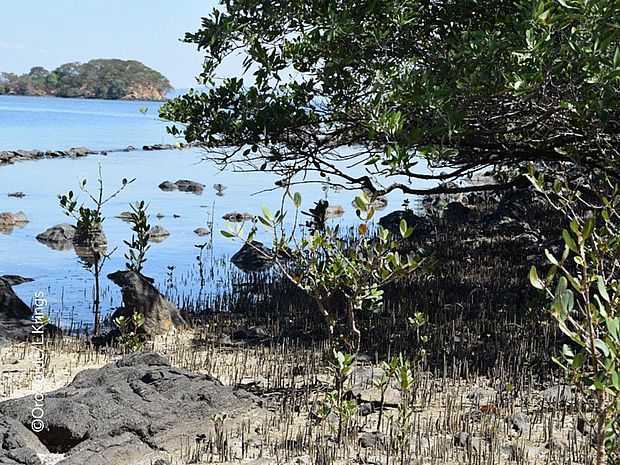 Die Luftwurzeln der schwarzen Mangrove sind sogenannte Pneumatophoren die bis zu 30 cm aus dem Boden wachsen. © OroVerde / Laura Krings