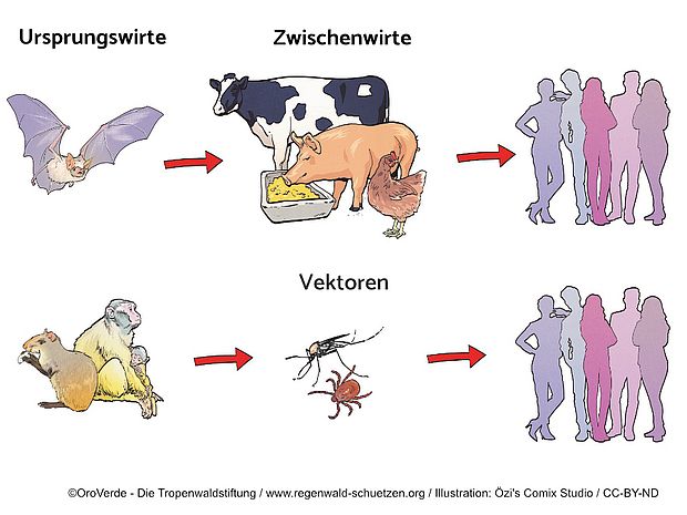 Zoonosen spielen eine große Rolle bei der Verbreitung von Infektionskrankheiten. ©Özi‘s Comix Studio