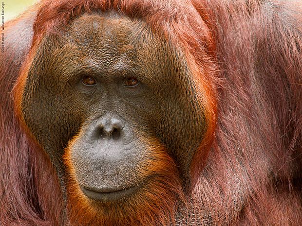 Orang-Utan-Männchen mit Backenwülsten
