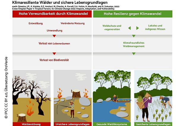 Grafik:  Klimaresiliente Wälder uns sichere Lebensgrundlagen ©IPCC CCBY 4.0