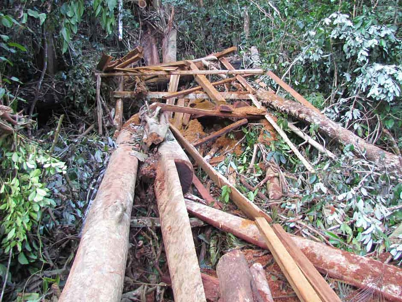 Regenwaldzerstörung am Amazonas nimmt ungeahntes Ausmass an. ©OroVerde Regenwaldzerstörung am Amazonas nimmt ungeahntes Ausmass an. ©OroVerde