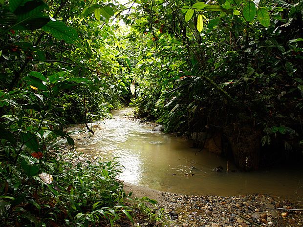 Fluss im Regenwald von Sarayacu