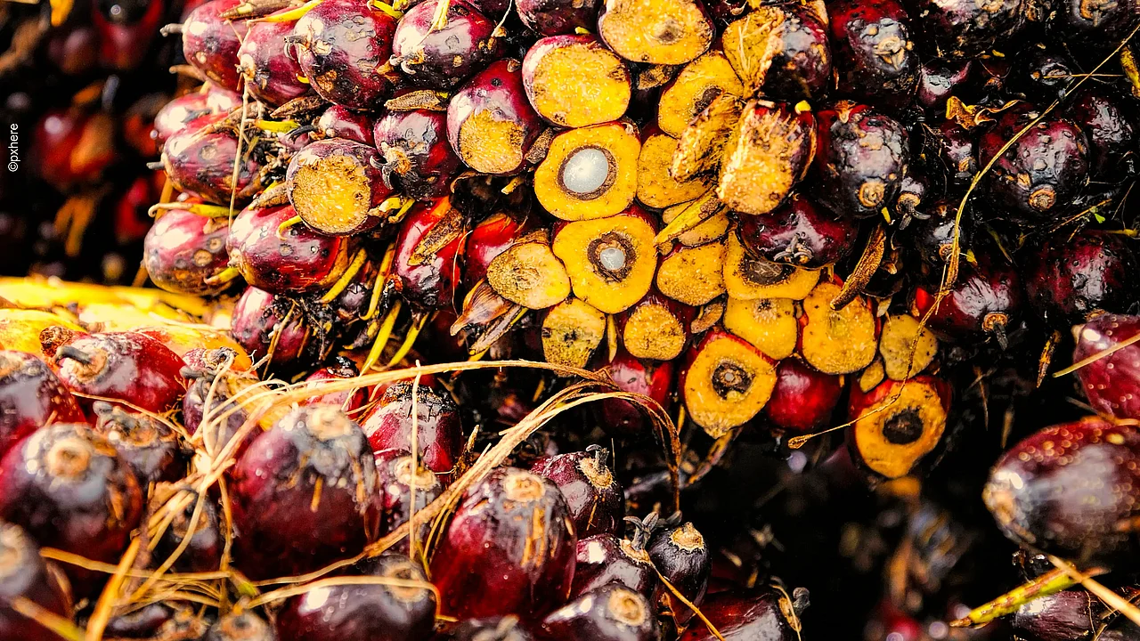 Die Frucht der Ölpalme ist sehr begehrt ©Pxhere