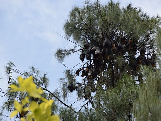 Zoonosen - Fledermäuse haben den Ruf Krankheiten und Erreger auf den Menschen zu übertragen