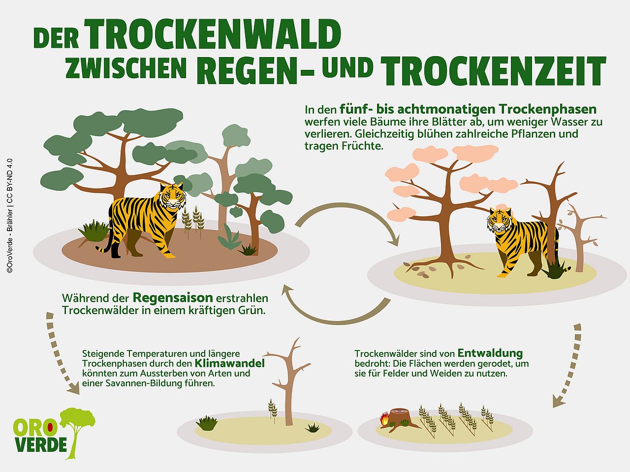 Die Grafik zeigt einen Tiger einmal während der Regenzeit und einmal in zur Trockenzeit im Trockenwald. In der Trockenzeit blühen viele Pflanzen und verlieren ihre Blätter. Die Grafik zeigt auch die Auswirkungen des Klimawandels und von Entwaldung auf den Trockenwald.