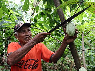 Kakaobauer in Guatemala 